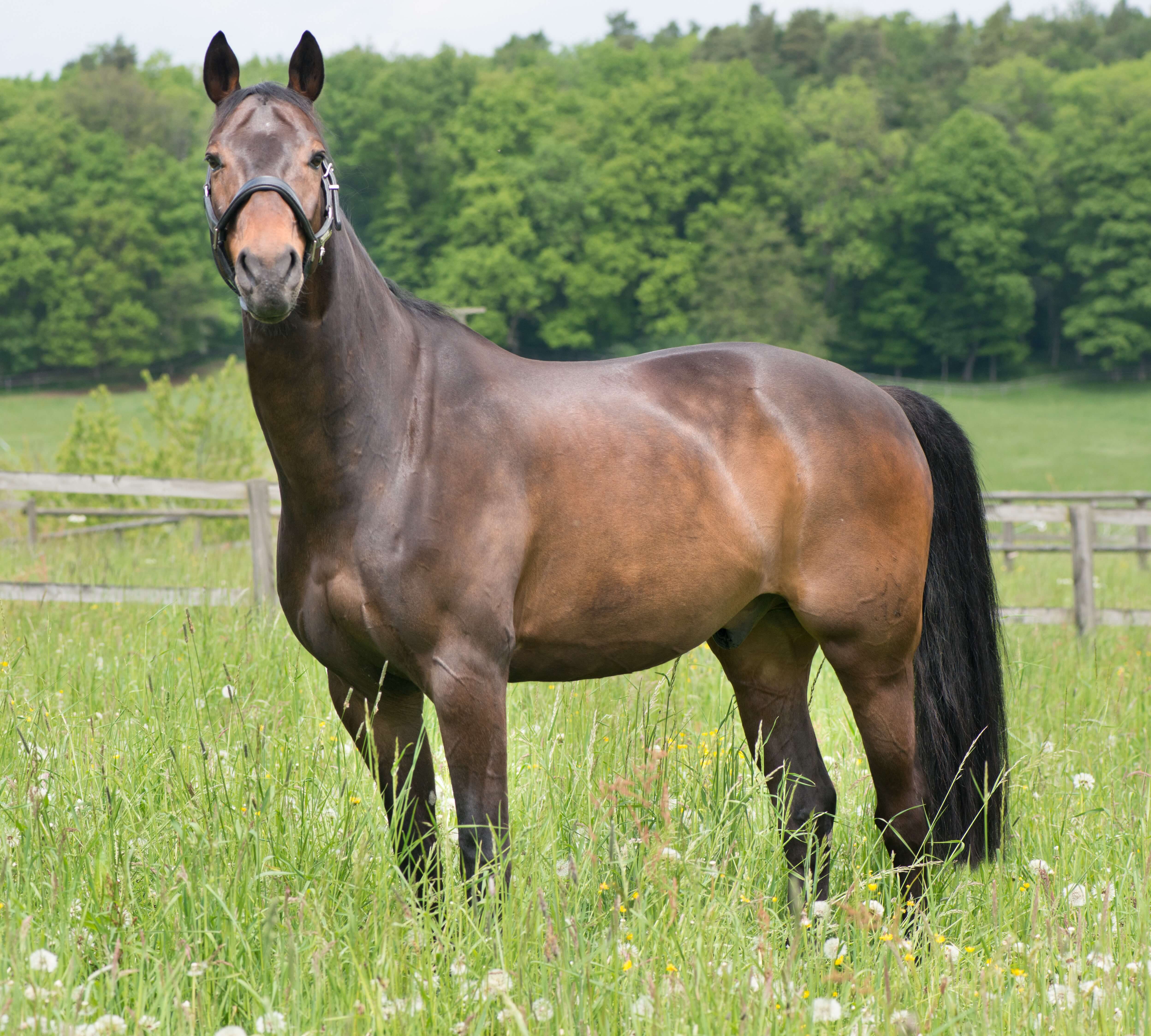 Horse Care Tips for Winter